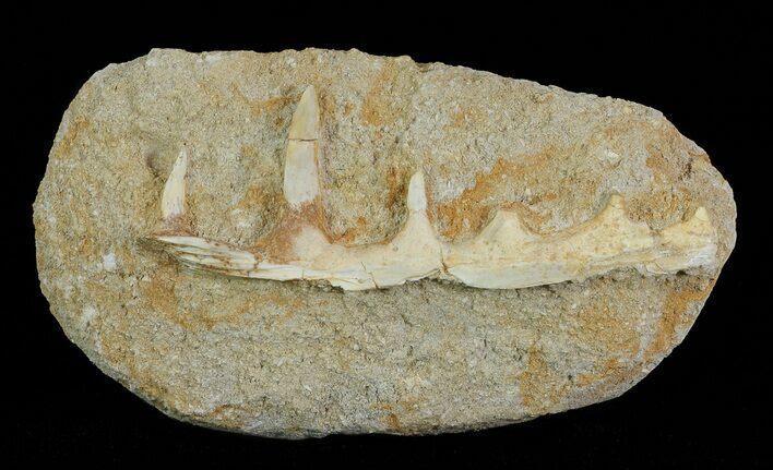Enchodus Jaw Section - Cretaceous Fanged Fish #66560